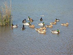 Niederzierer Weiher