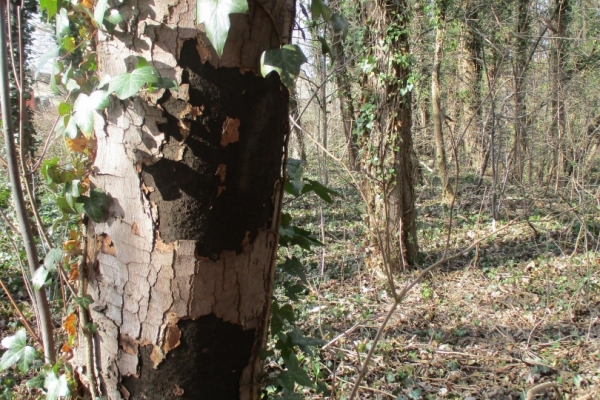Leider weitere Baumfällarbeiten wegen Rußrindenkrankheit erforderlich Bild: Ein Baum mit den sichtbaren Schäden der Rußrindenkrankheit.