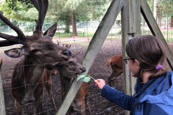 Herbstferienspiele 2022 Bild: Die Rehe im Brückenkopd-Park werden von Kindern mit Blättern gefüttert.