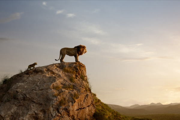 Der König der Löwen Bild: Ein Löwe steht auf einem Felsen und ein Jungtier läuft zu ihm hoch