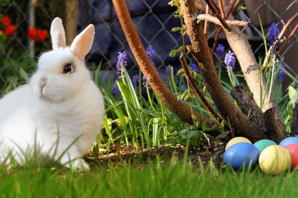 Bild: Ein weißen Kaninchen sitzt in einem Garten neben einem Strauch unter dem einige bunte Ostereier liegen.