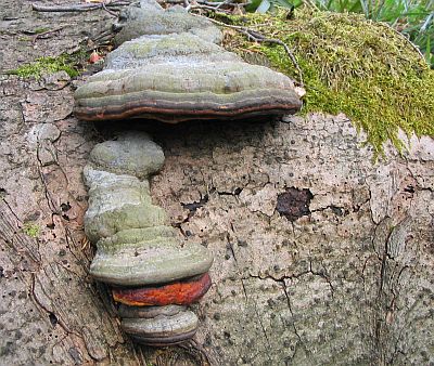 Zunderschwamm an Buche